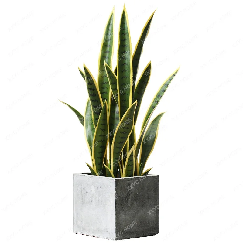 Plant Sansevieria Trifasciata Prain on-the-Ground Green Plant Home Decorative Showcase Ornament Decoration Potted Plant