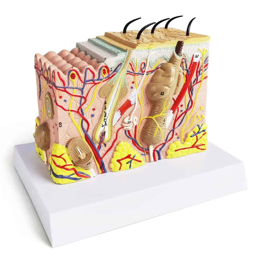 Enlarged Anatomical Skin Layer Structure Model with Hair for Science Classroom Learning Teaching Display Medical Skin Marking