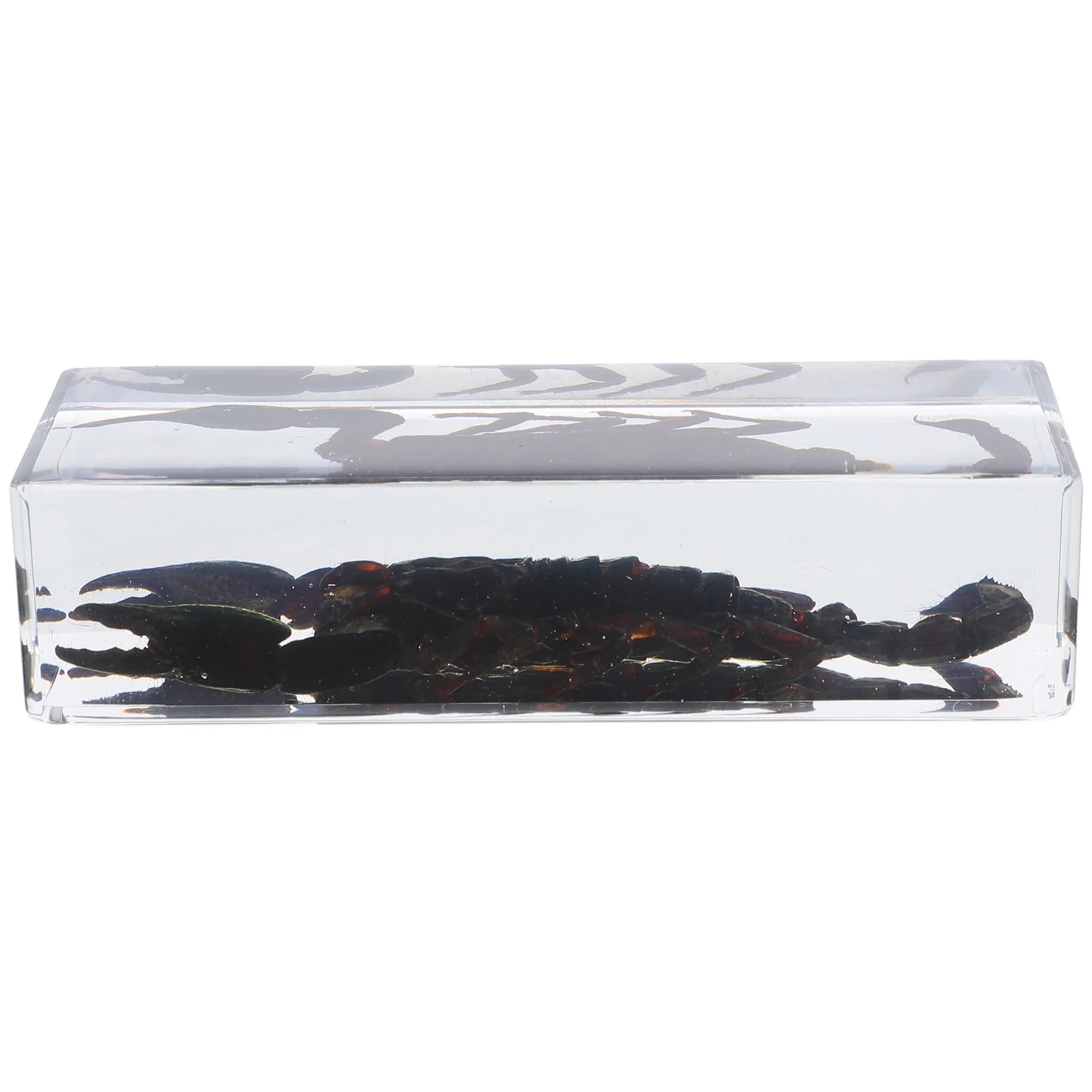 

Acrylic Resin Insect Specimens Paperweight Lifelike Detail Exquisite Craftsmanship Home Office Decor Scorpion Display