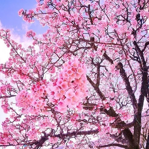 

Aluminum Alloy Oil Shocks Dampers for Tamiya CW-01 Chassis Lunch Box Midnight Pumpkin Unimog 406 Upgrade Parts