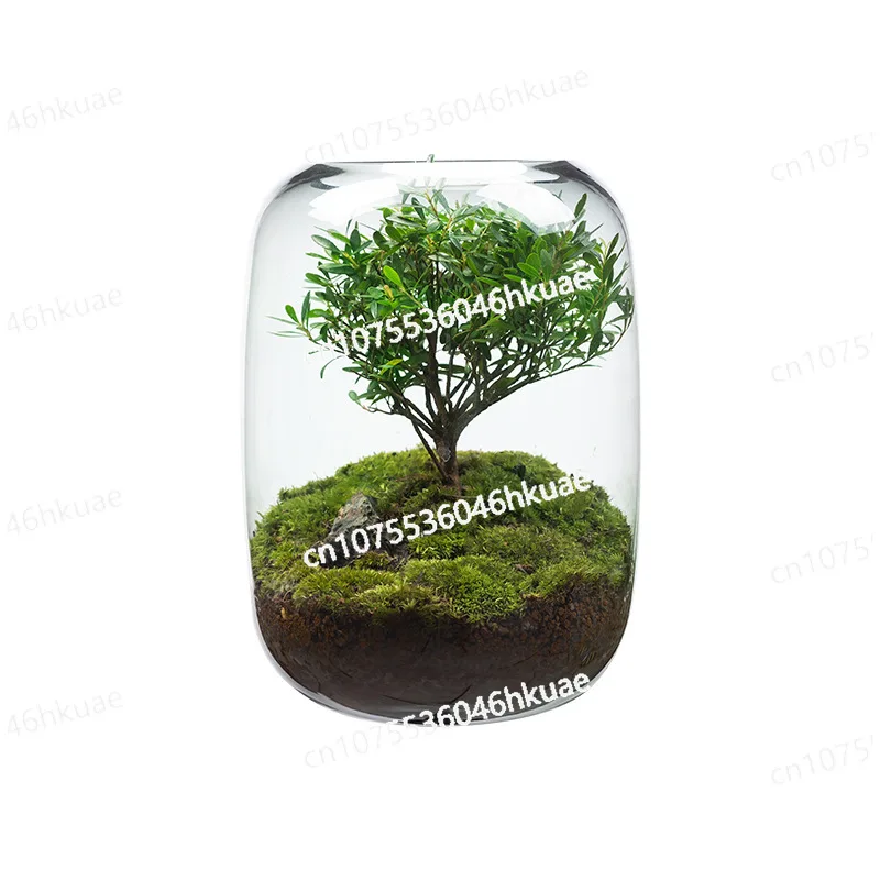 Creative Desktop Micro-landscape Vase DIY Green Plant Ecological Moss Lazy Landscaping Vase Modern Simple