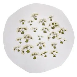 1~4CM/24PCS Small Pressed Dried Nail Flowers Real Natural Roses Snow Plum Branches for DIY Craft Resin Jewellery,Phone Case,