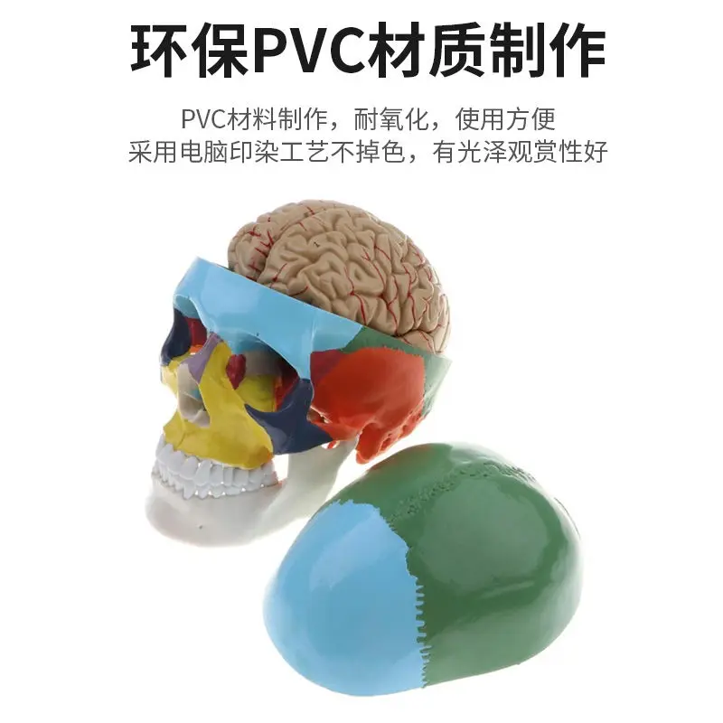 Adult 1:1 Medical Simulation Human Skull Model Skull Anatomy Digital Coding Identification Skull Specimen