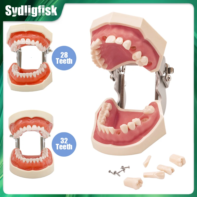 

28/32 Dental Teeth Model Dental Teaching Model Soft Gum Resin Typodont Standard Removable Practice Training Demonstration Model