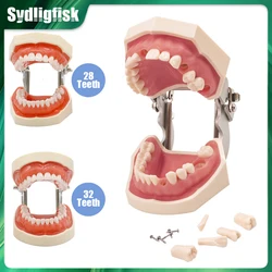 28/32 Dental Teeth Model Dental Teaching Model Soft Gum Resin Typodont Standard Removable Practice Training Demonstration Model