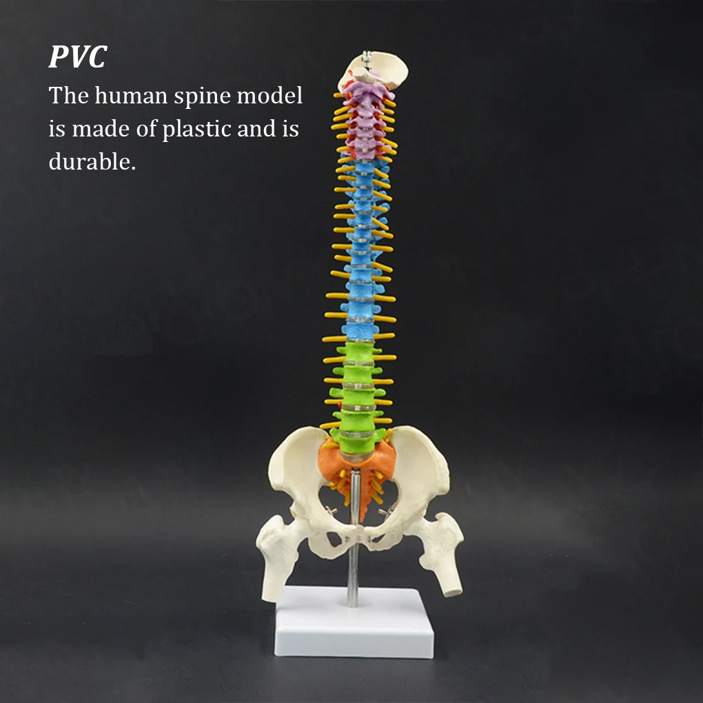 

Practical Anatomical Spine Model Spinal Column Model Science Supplies