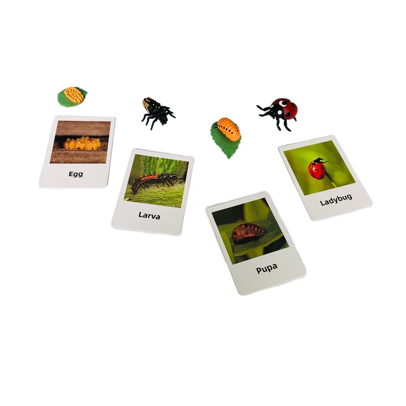 ชุดของเล่นการเรียนรู้ชีวิตวงจรของเต่าทองพร้อมการ์ดฝึกทักษะการเรียนรู้และรูปแบบต่างๆ วัสดุชิ้นงานชีววิทยาแบบมอนเตสซอรี่ เกมการศึกษาสำหรับเด็ก