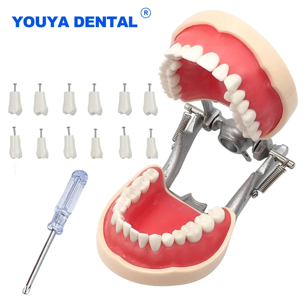 Dental Model nauczania szkolenia Typodont Model zębów technik gumy zęby szczęki modele z wymiennym zębów demonstracja badania