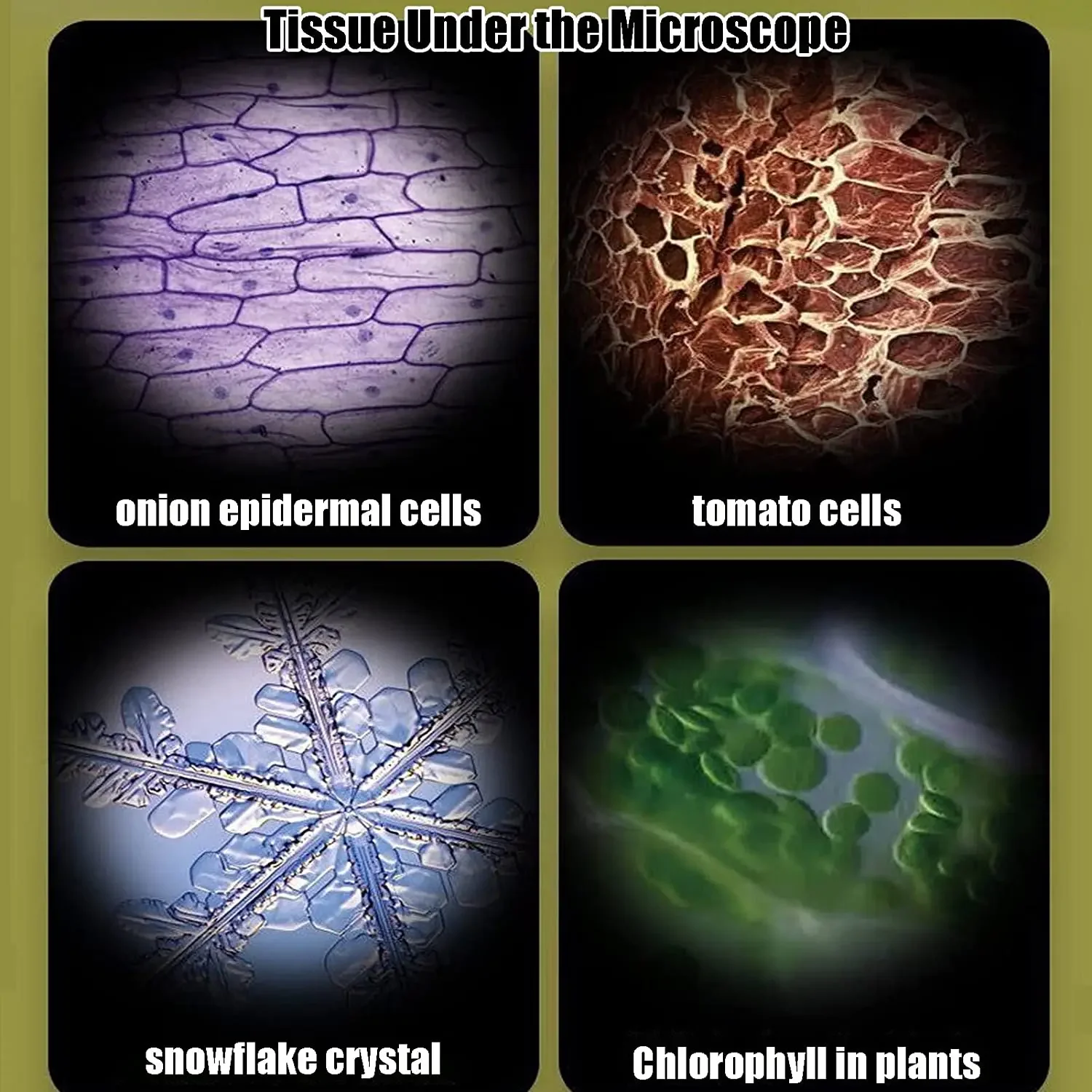กล้องจุลทรรศน์วิทยาศาสตร์สำหรับนักเรียนระดับ HD - ระดับการศึกษา พร้อมอะแดปเตอร์โทรศัพท์และไฟ LED ไร้สาย |   ชุดอุปกรณ์ชีววิทยา STEM สำหรับวัยรุ่นและใช้ในบ้าน
