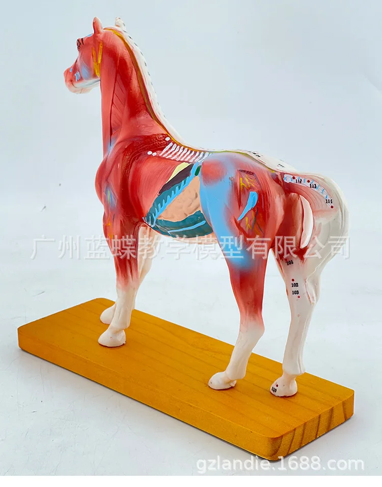 Veterinarian's Horse Equine Acupuncture Model In Trauma Anatomy Skeleton Dental Anatomical Shadow Medical Training Manikins