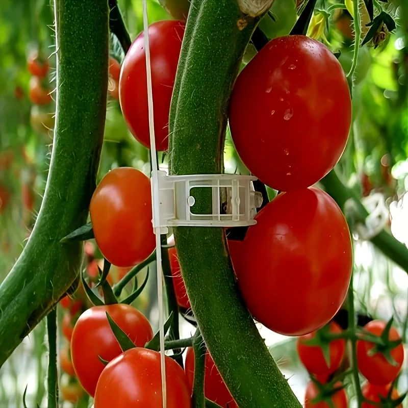 Plant Support Clips Reusable Plastic Plant Vine Protection Grafting Fixing Tools for Vegetable Tomato Garden Supplies Wholesale