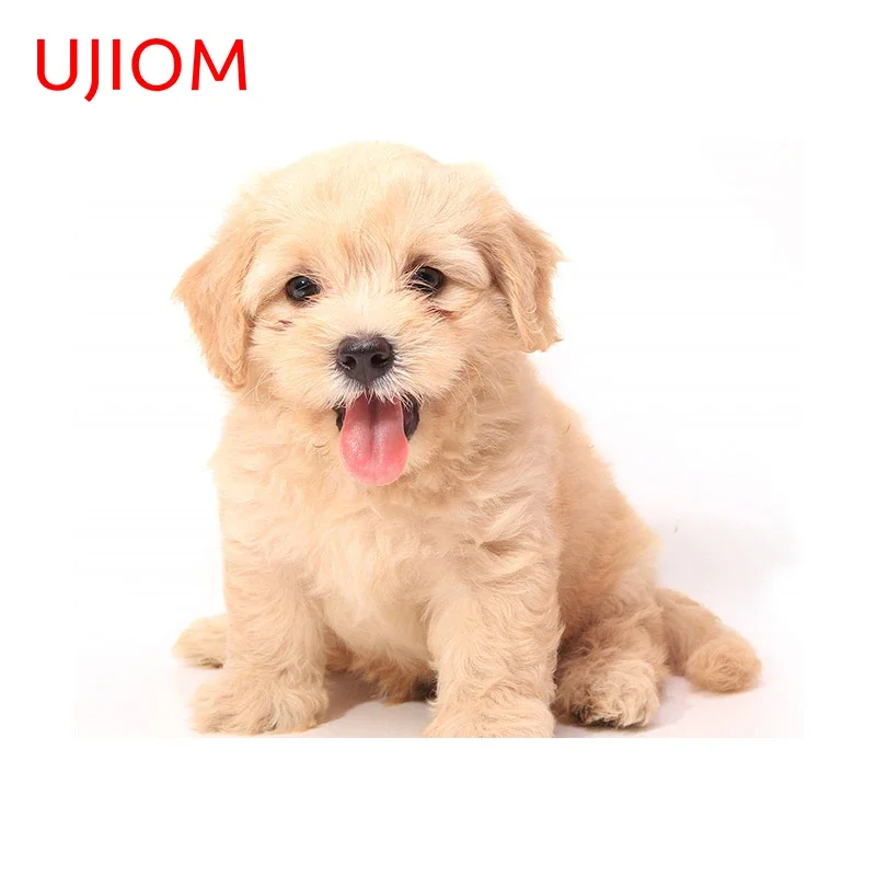 UJIOM 13cm X 10.7cm Dog Creative Wall Stickers Refrigerator Living Room Anime Scratch Resistant Interesting Decal Toilet Sticker