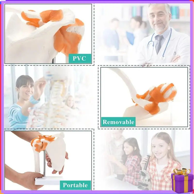 Advanced  Shoulder Anatomy Model With Functional Ligaments, Shoulder Joint Model For  Teaching Display Model