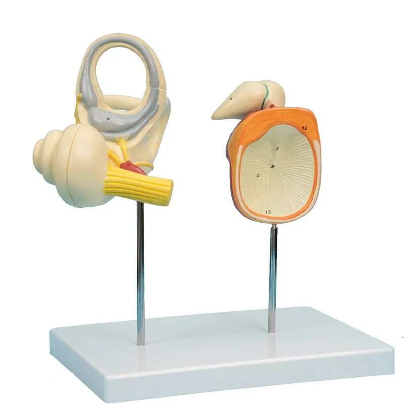 

23x18x28cm Enlarged Inner Ear Eardrum Auditory Ossicles and Cochlea Medical Teaching Anatomical Model