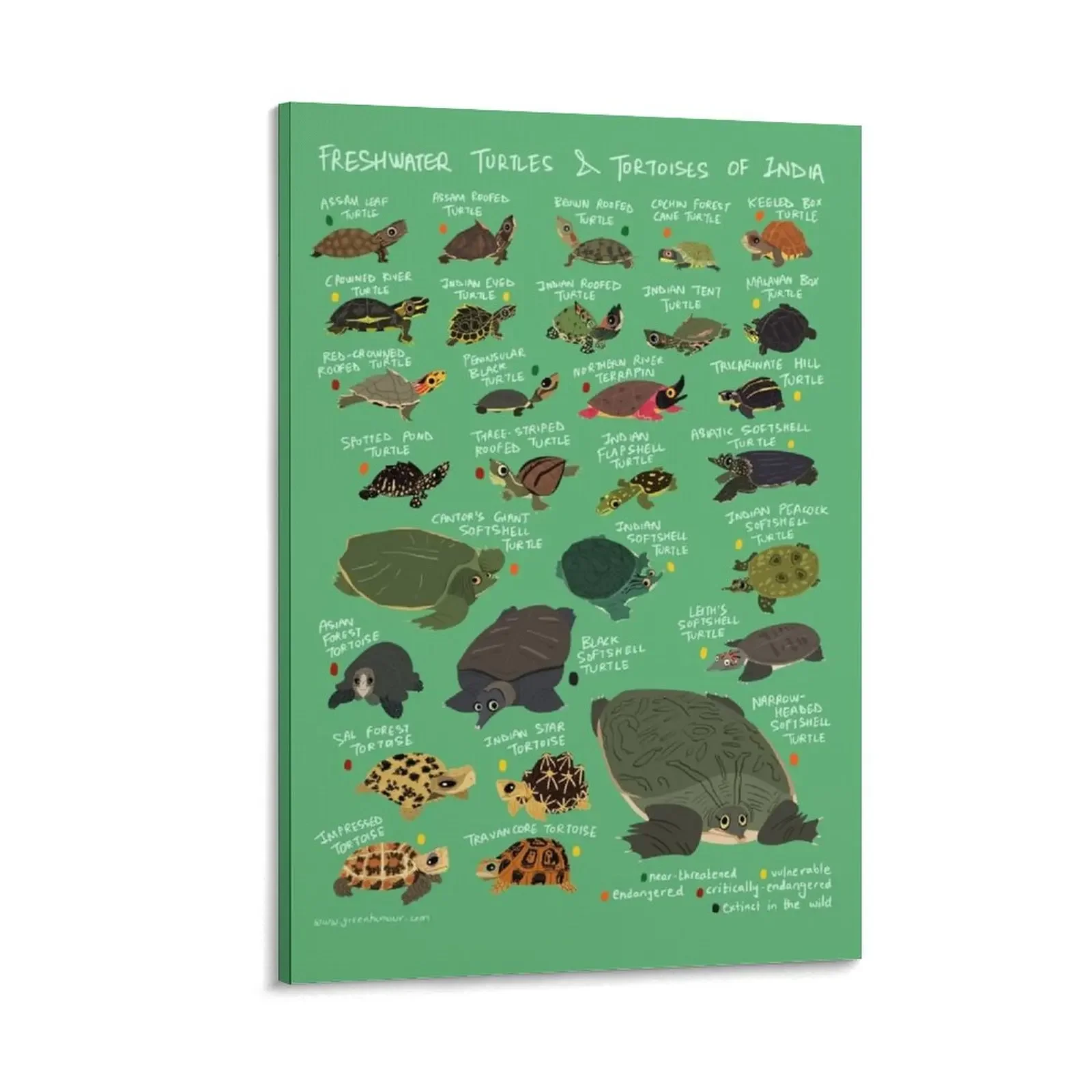 

Freshwater Turtles and Tortoises of India Canvas Painting Bedroom deco home decor interior Decoration bedroom