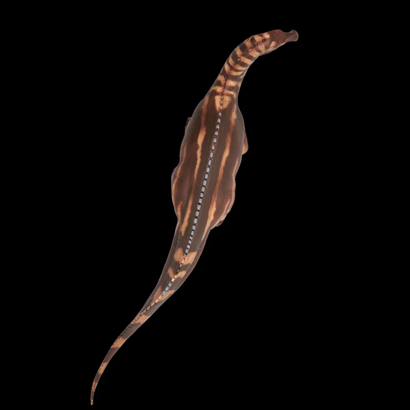 Dinosaur King Model 94, zinkende draak, Bakari-groeibegleiter, echte statische figuur, diermodel, ornament, speelgoed voor kinderen, cadeau