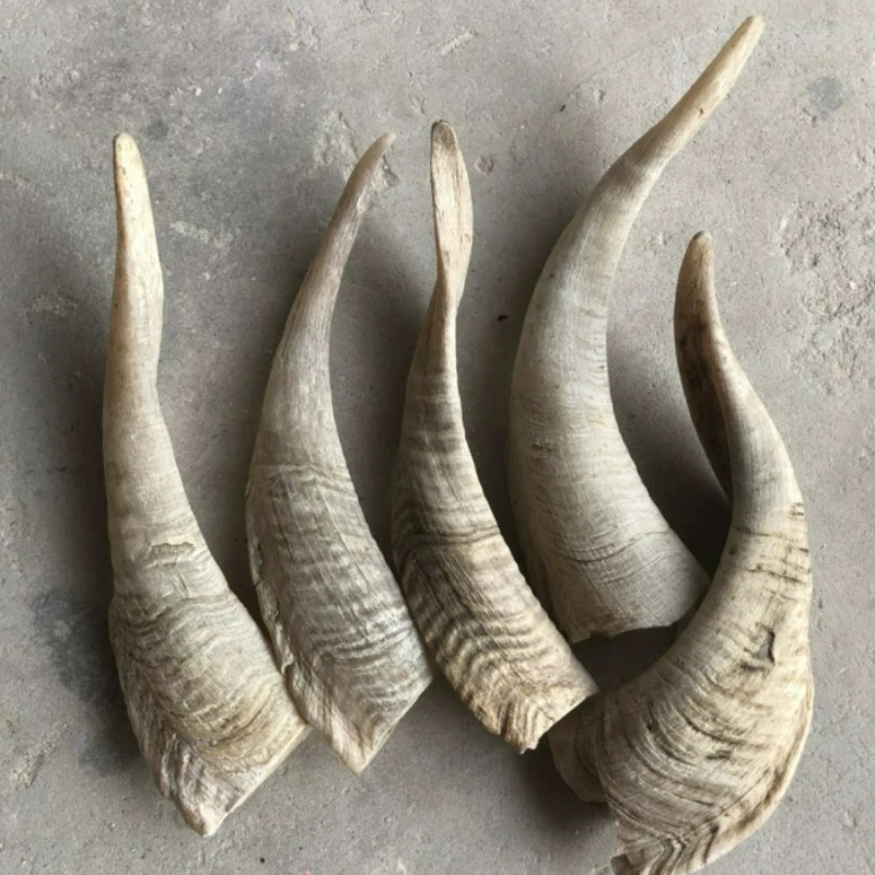 Natural Goat Horn Hollow Carved Ornaments Home Decor Statues for Decoration Sculpture Statue Home Decoration Accessories