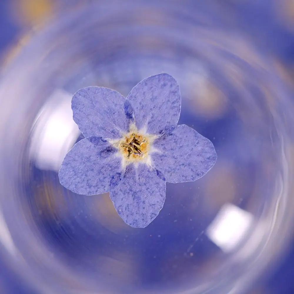 Nail Art Candle Making Natural Card Pressed Flower Don't Forget Me Forget-Me-Not Dried Flowers