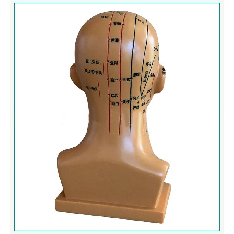 Head Acupoint Model Acupuncture And Moxibustion Lettering With Acupoints Whole Face Head Massage Chart Meridians Model