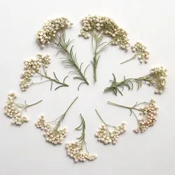 3~7CM/Natural Dried Pressed Flowers Dry Florals Small Press Millet Flower Branches For Epoxy Resin Jewellery,Candle Making