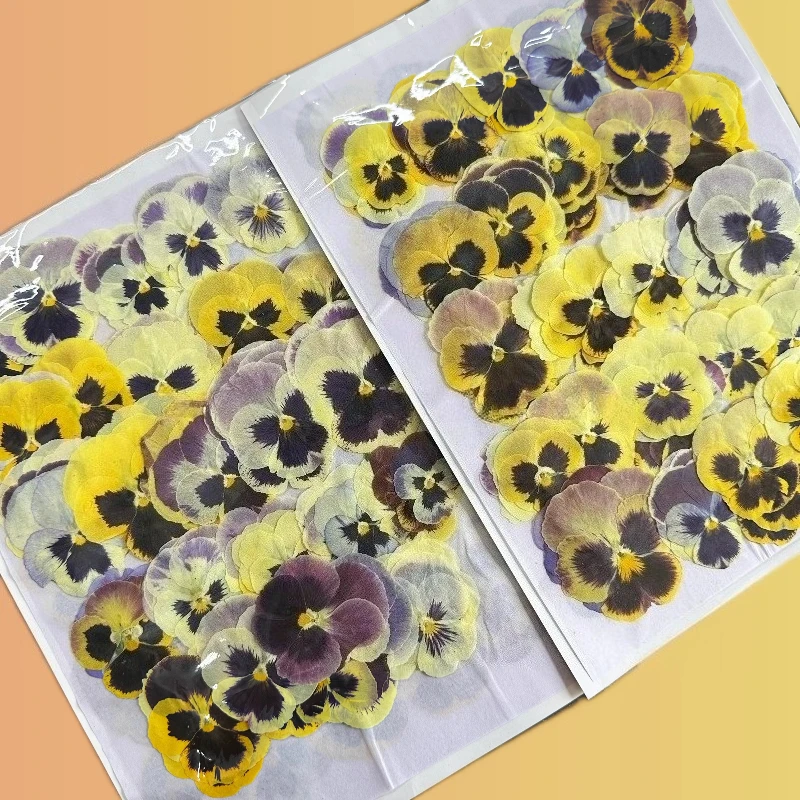 12 قطعة/4-6 سم، زهور فيولا المضغوطة الطبيعية |   زهرة مجففة DIY مجوهرات من مادة الراتنج بطاقة المعايدة إطار الصورة ديكور لوازم الحرف اليدوية