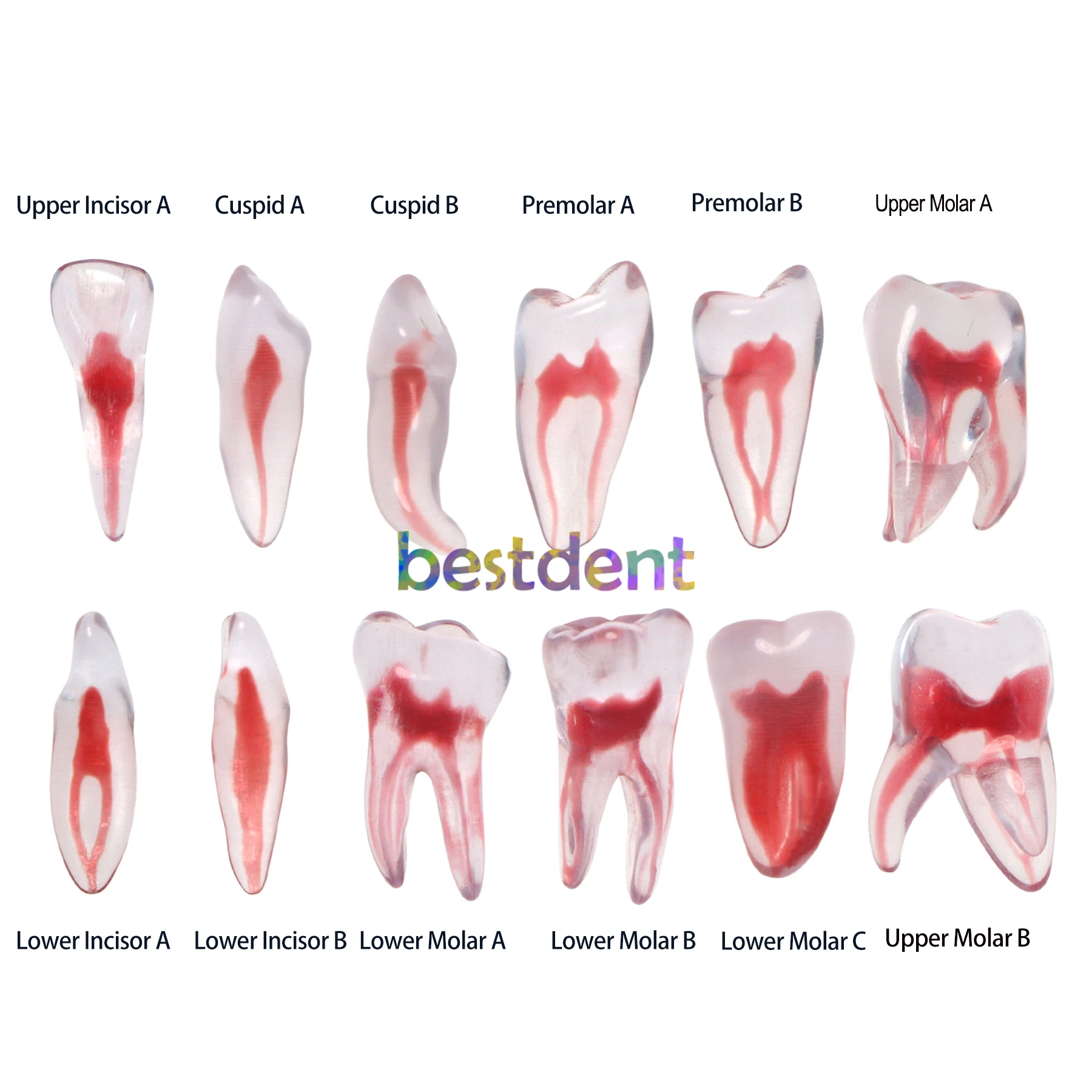 

Dental Teeth Model RCT Endo Education Cavity Root Canal Training Practice Pulp Study 12 Size 1:1 3D Curved