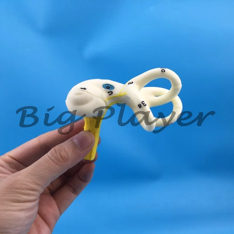 قناة نصف دائرية للأذن البشرية، القوقعة، نموذج تشريحي لقناة نصف دائرية، الأذن الداخلية، نموذج الأذن، نموذج الأذن المفقودة