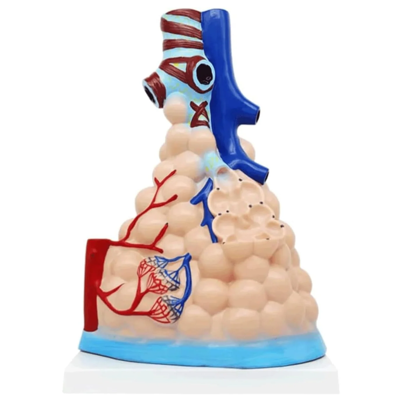 Human Pulmonary Alveolar Anatomical Enlarged Model lung Anatomical Model Pulmonary Anatomy Respiratory System Teach Supplies