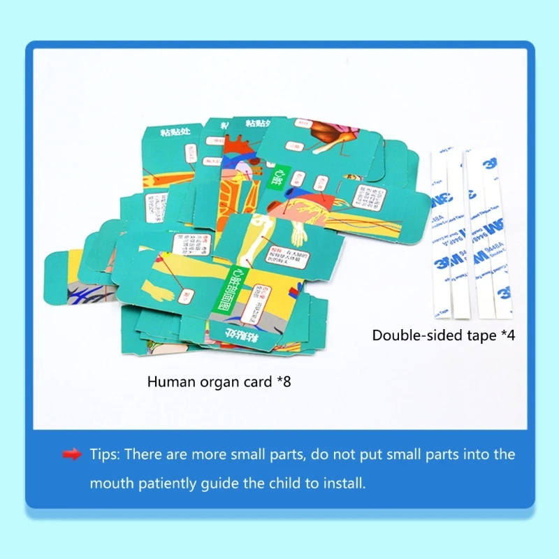 Куб органов человеческого тела, анатомия человека, исследование, научный класс, демонстрационный инструмент