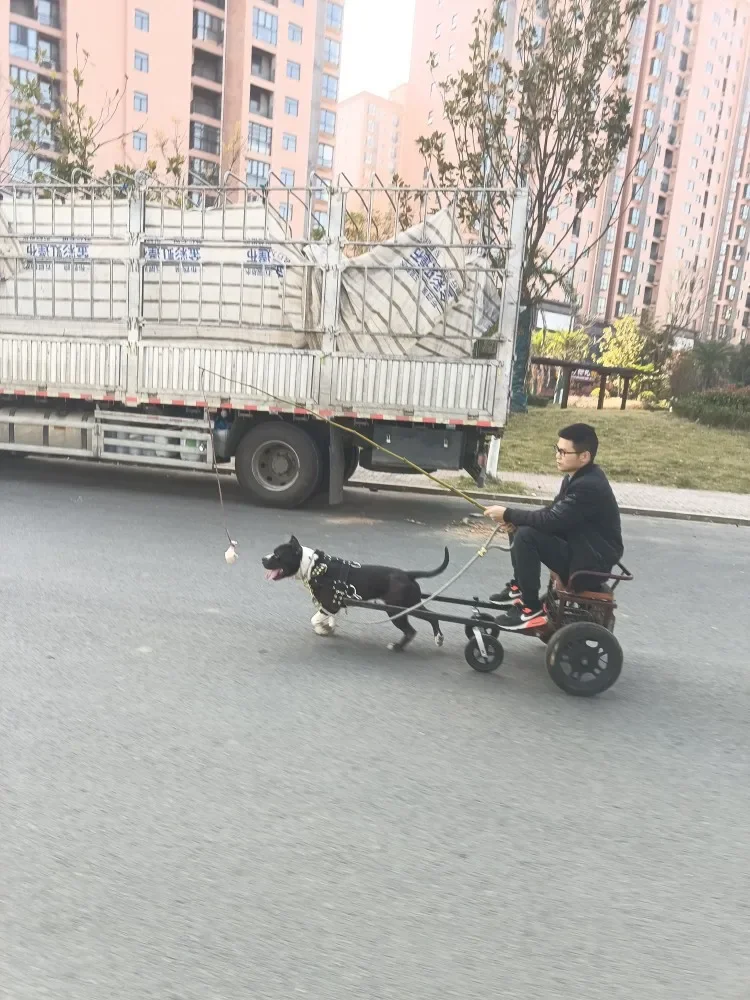 Dogs pull large dogs go out to pull  people ride manned loads, buy groceries, pet walking carts, sled carts, climbing plow carts