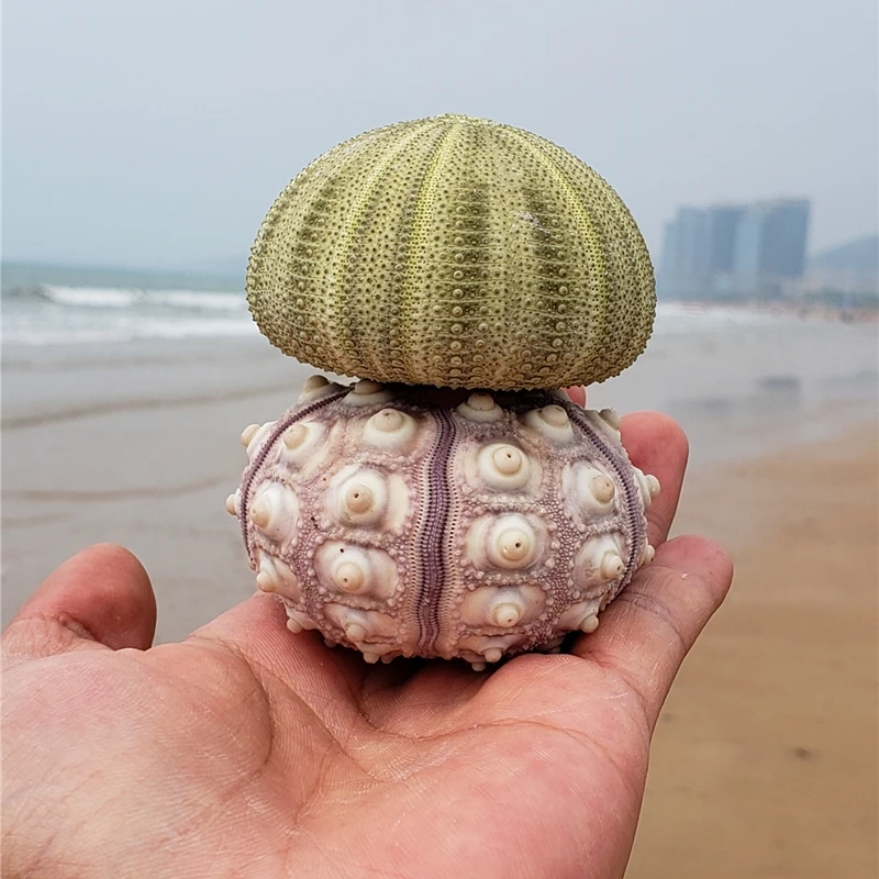 Aqumotic 5pcs Wholesale Natural Shell Small Sea Urchin Marine Starfish Oceanic Pot for Tillandsia Air Plant Candlestick