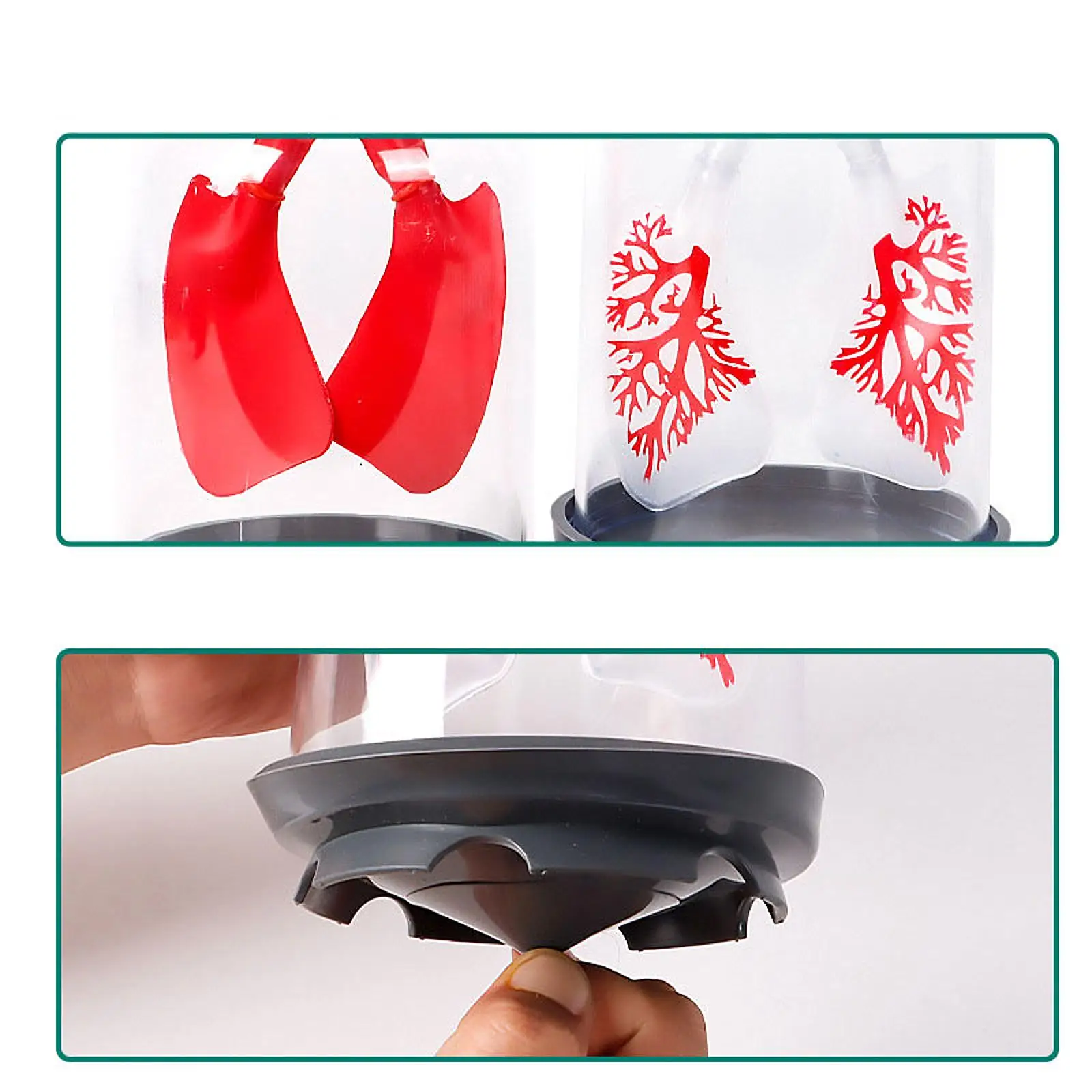 Lung Demonstration Model Experiment Project Science Learning Educational Toy Teaching Tool for Teens School All Ages Children