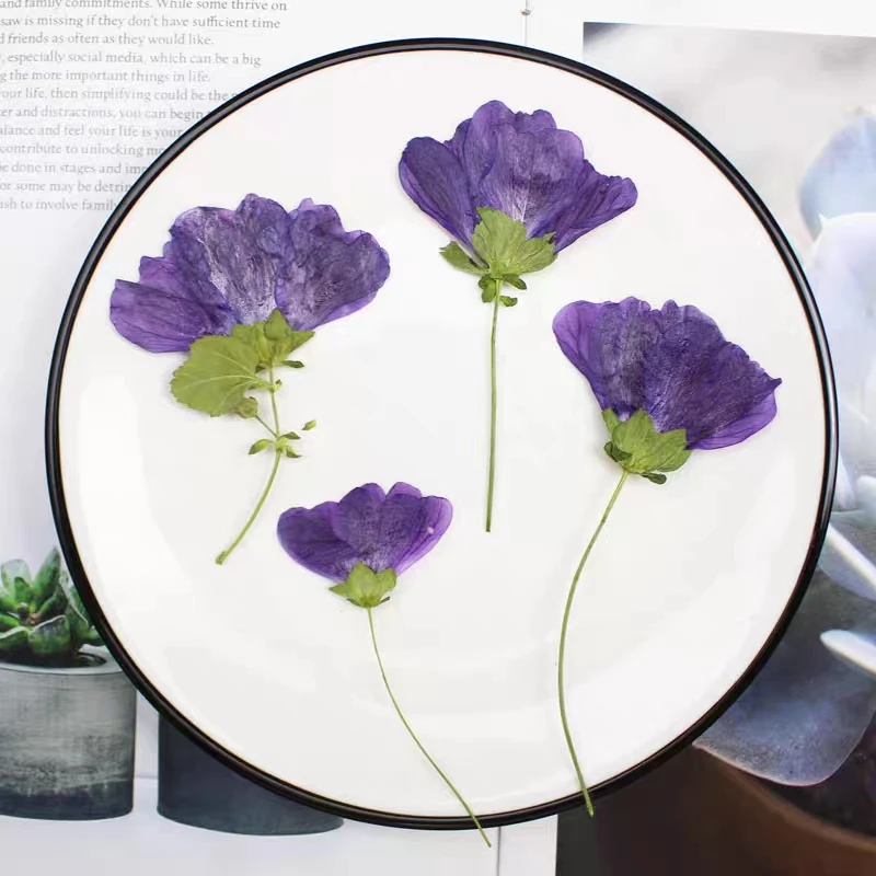 

100pcs Pressed Side Dried Malva sinensis Cavan Flower Herbarium Resin Epoxy Jewelry Card Bookmark Frame Phone Case Makeup Lamp