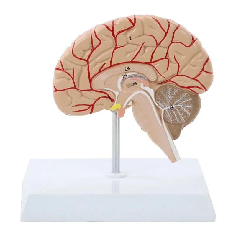 Human Cerebral Artery Model, Brain Anatomy Model, Half Brain, Human Size With Numbers