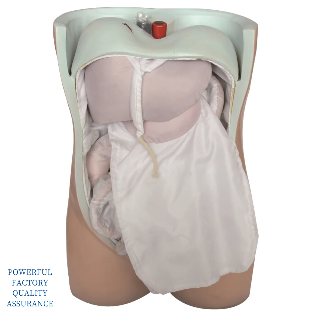 

Peritoneal and Visceral Model Medical Science Human Anatomia Simulator Medical Supplies Educational Teaching Material for Colleg