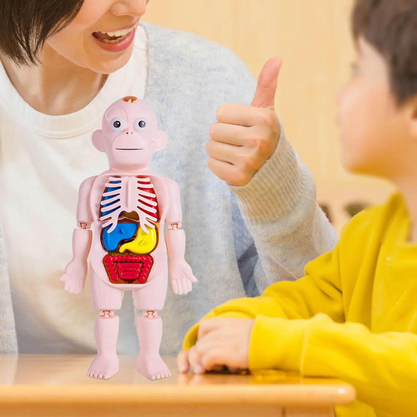 Jouet d'apprentissage précoce du corps humain, modèle de torse de corps humain 3D, pièces du corps, organes pour enfants d'âge alth, démonstration à domicile, puzzle