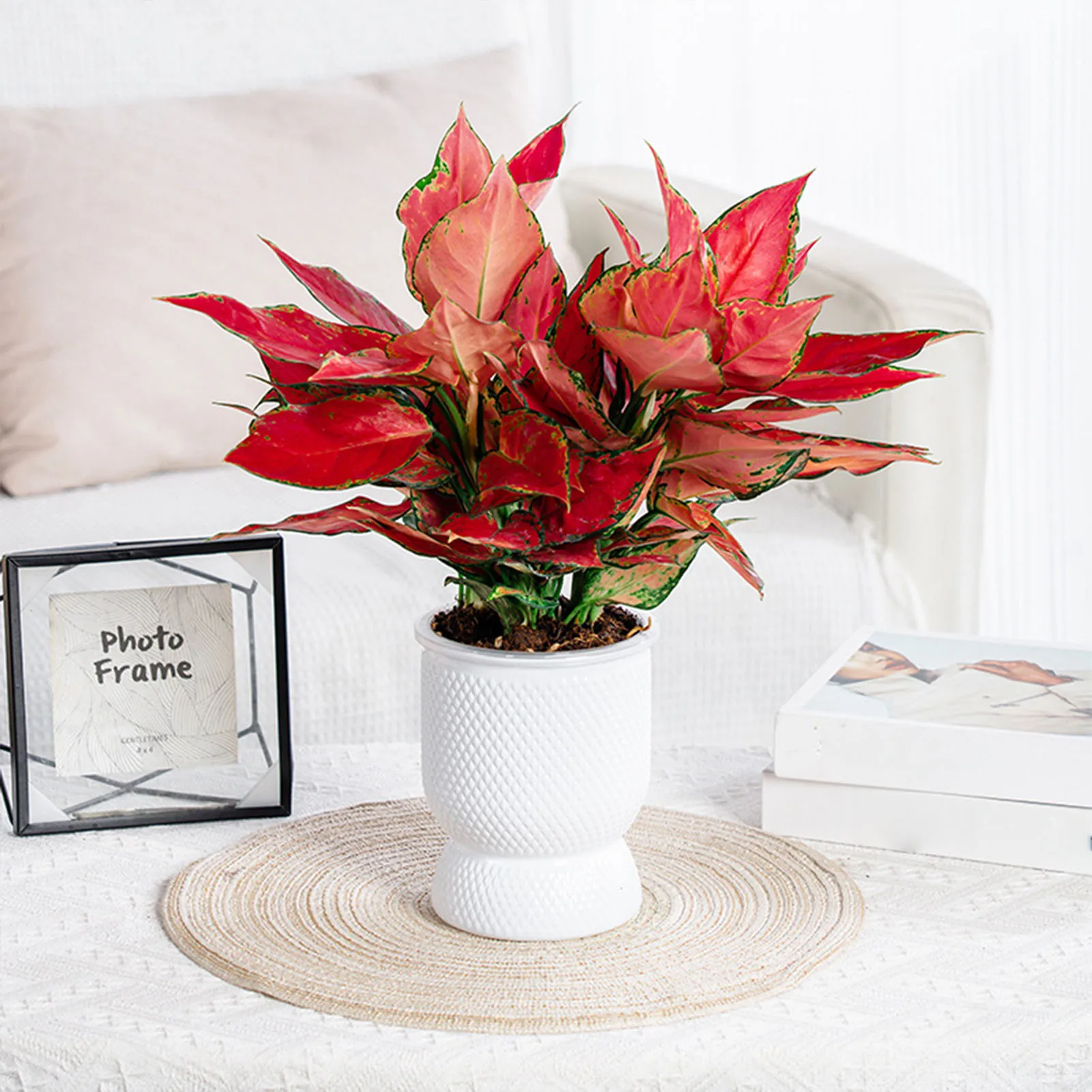 Hydroponic Green Plant Plastic Vase Translucent Stylish Water-saving Desktop Planter for Living Room Bedroom Study