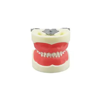 兒童牙科模型,含24顆可拆樹脂牙齒,牙醫學生教學實作示範工具 8 最佳銷售 牙醫學生 - №7