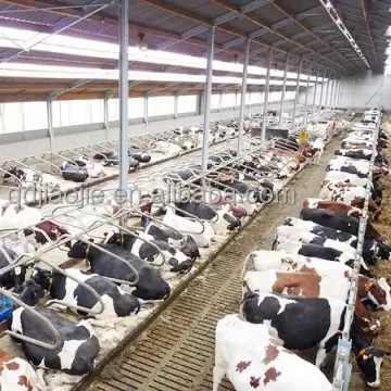 Cow dairy farm free stall for cow cubicles farm accessories Cattle Farm Use Double Free Stall Cattle Cubicles