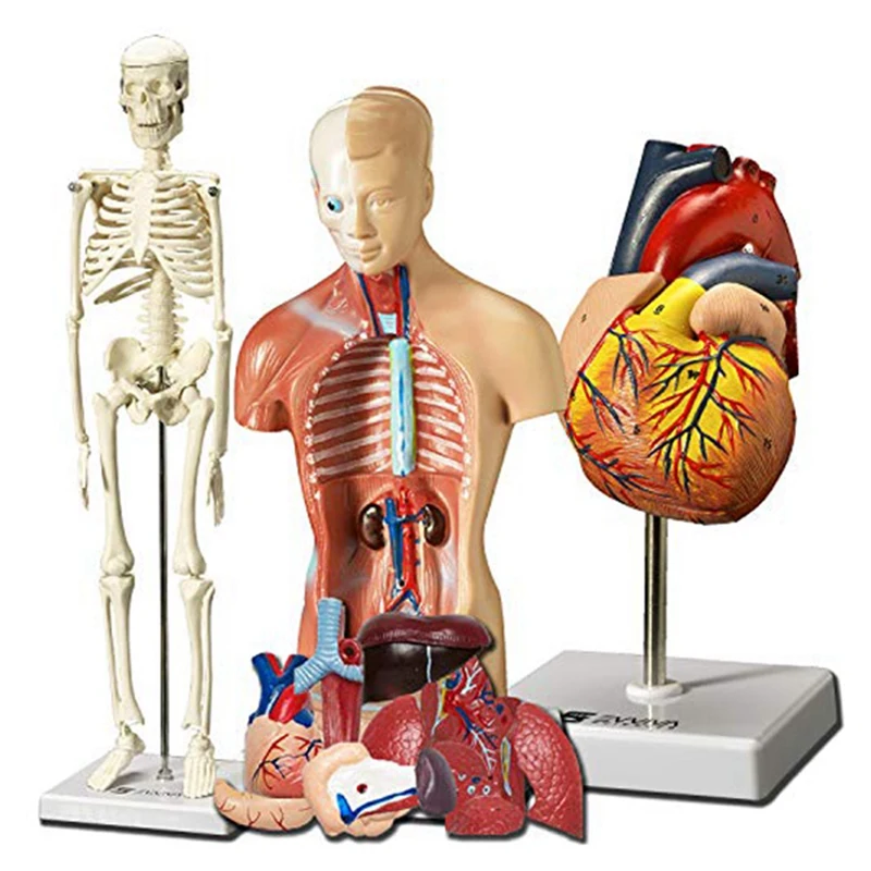 Human Heart, Torso And Skeleton Model For Anatomy And Physiology Students Hands-On 3D Model Learning Tool PVC 3 PCS