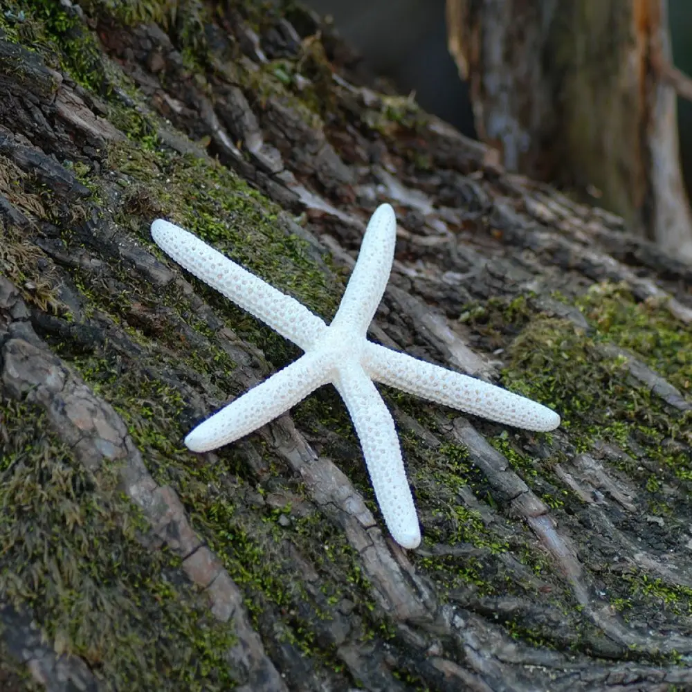 Authentic Sea Urchin Ornament For For Zhuolangge Natural Artistic Home Decor Air Plant Base Aquarium Landscape Accessory
