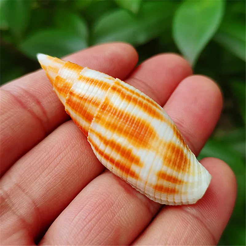 Phaeomitra Eremitarum Natural Rare Sea Snail Shell Fish Tank Landscape Decoration Specimen Snail Home Collection Ornament