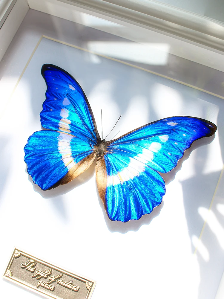 

Handmade Specimen Display Frame Decorative Art True Wings Extended Godd of Light Birthday Gift