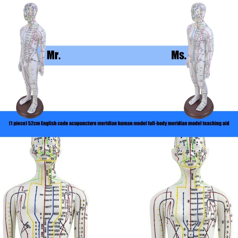 Professional Acupuncture Model 20.47In Human Acupuncture Model with Acupoints Meridians Point for Acupuncture Practice