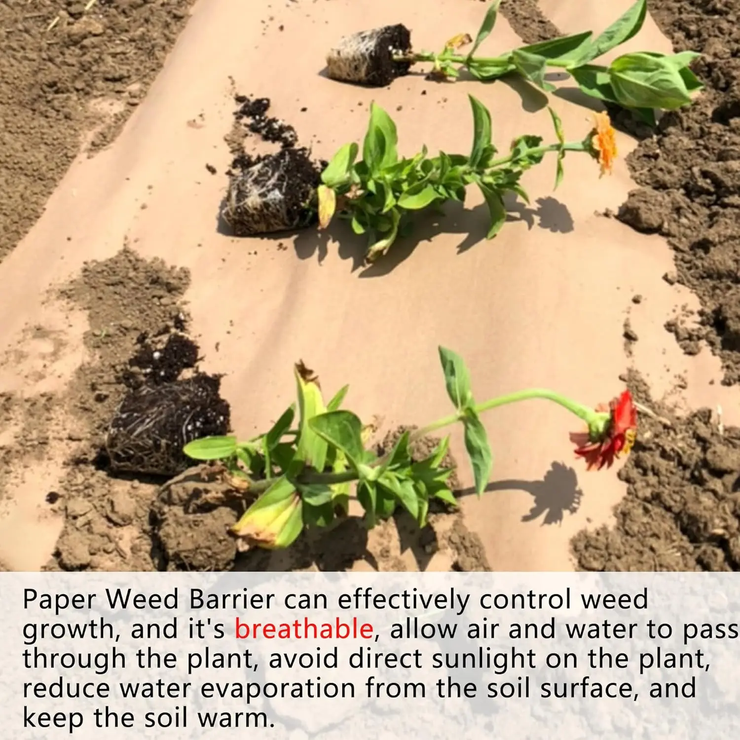 Biodegradable Weed Barrier, 4 x 100 Ft Heavy Duty Garden Paper Biodegradable Landscape    Paper Garden Mulch Rolls Weed