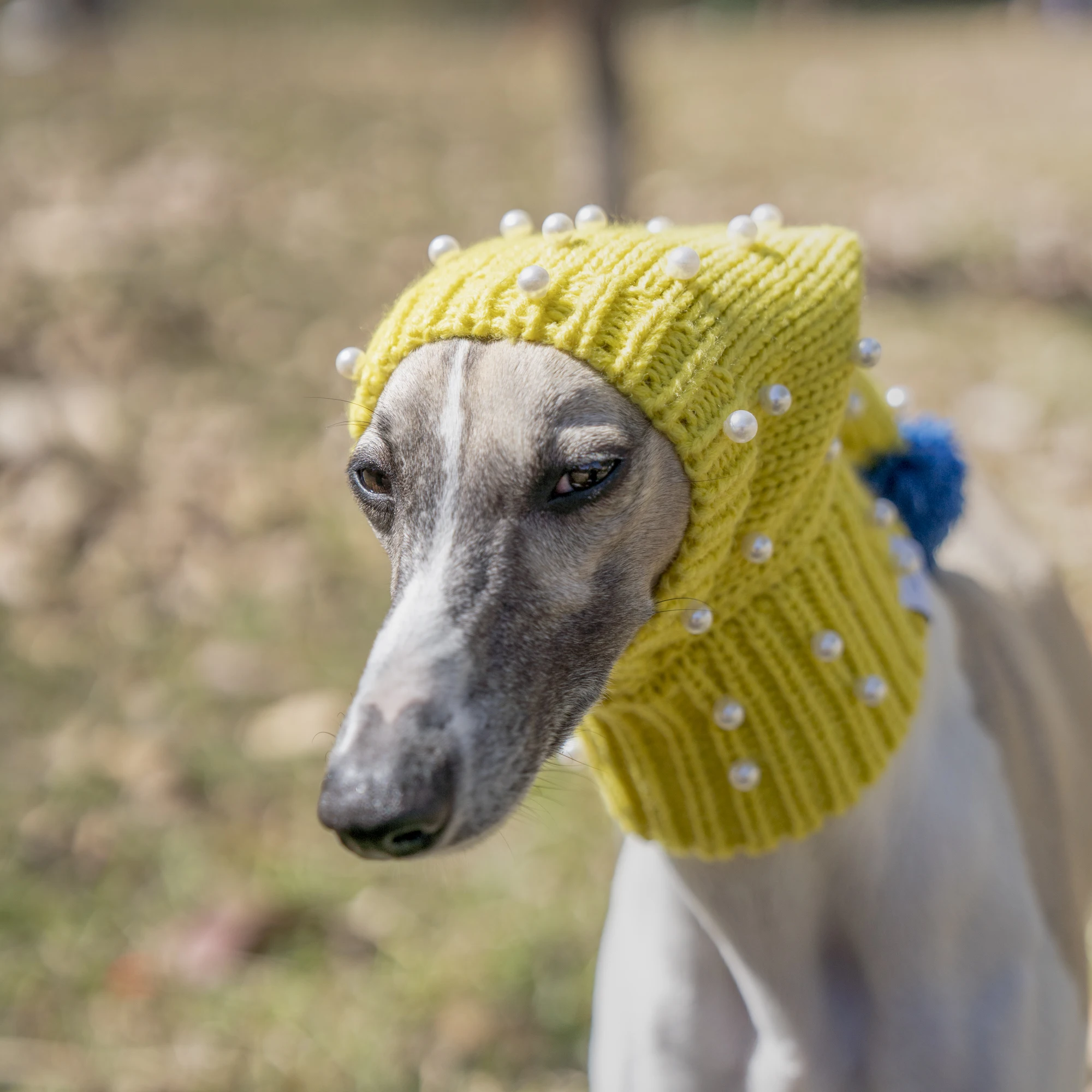 Yellow Hat with Pearls, Small Dog Hat, Whitbit Greyhound, Winter Warmth Decoration, Large Dog Hat