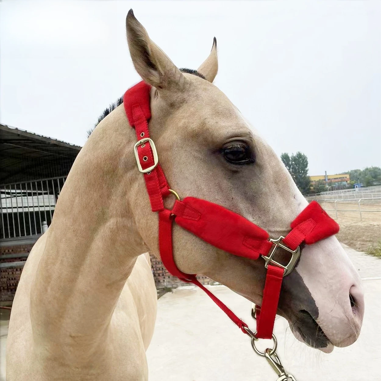 Bridle New Color Pull Horse Training Bridle Size Horse Faucet Bite Essence Horseback Riding Supplies Promotion