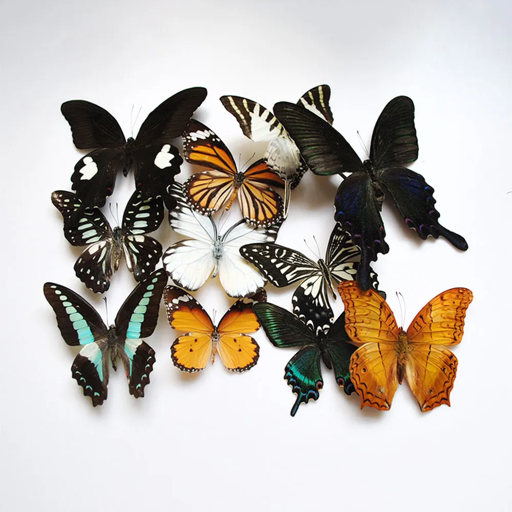 Unrepeatable Real Butterfly Specimen, DIY Handmade Photo, Home Office Decoração, Personal Collection Display Gift, 20 Pcs