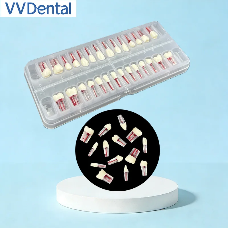 

Full Set 28Pcs Dental RCT Practice Teeth Model Root Canal Teeth with Pulp Cavity for Dental Student Training