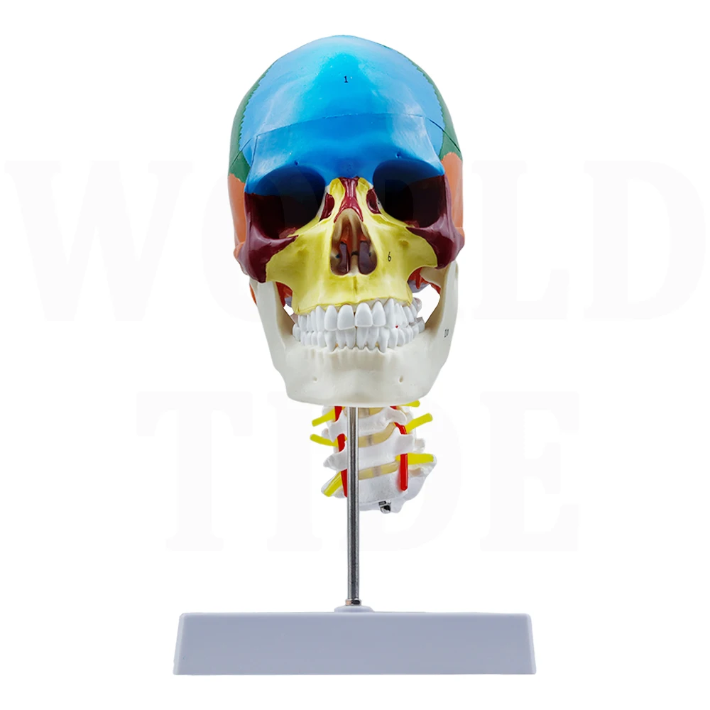 Human Skull Model Colorful Medical Simulation Human Skull Model Anatomical Anatomy Teaching Skeleton Head Teaching Supplies